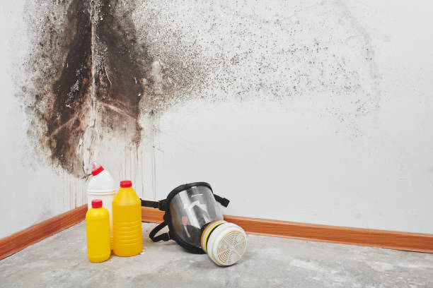 Best Best Mold Removal Companies  in Forty Fort, PA