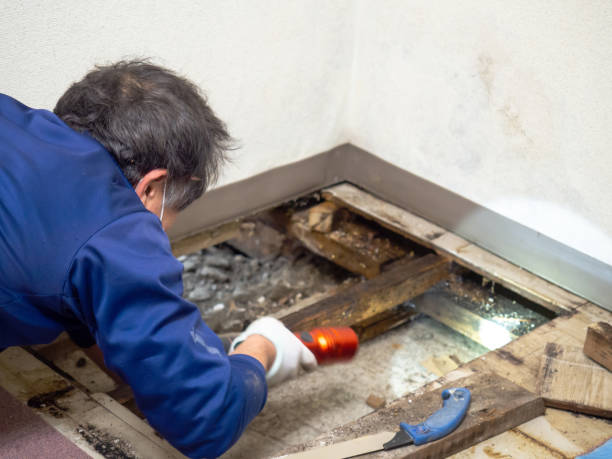 Forty Fort, PA Mold Removal Company