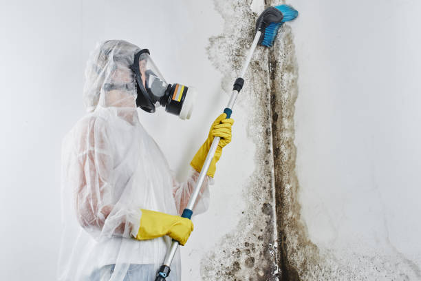 Best Office Mold Removal Services  in Forty Fort, PA