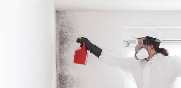 Best Mold Removal Near Me  in Forty Fort, PA