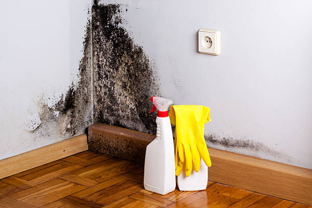 Crawl Space Mold Removal in Forty Fort, PA
