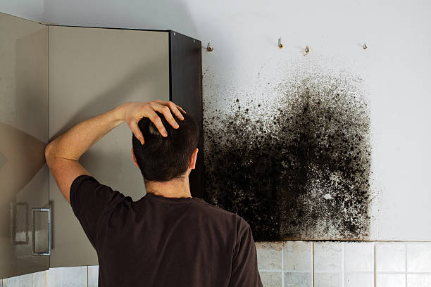 Best Commercial Mold Removal  in Forty Fort, PA