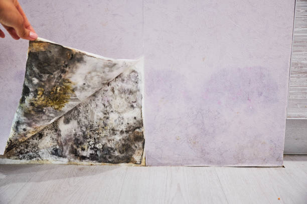 Best Attic Mold Removal  in Forty Fort, PA